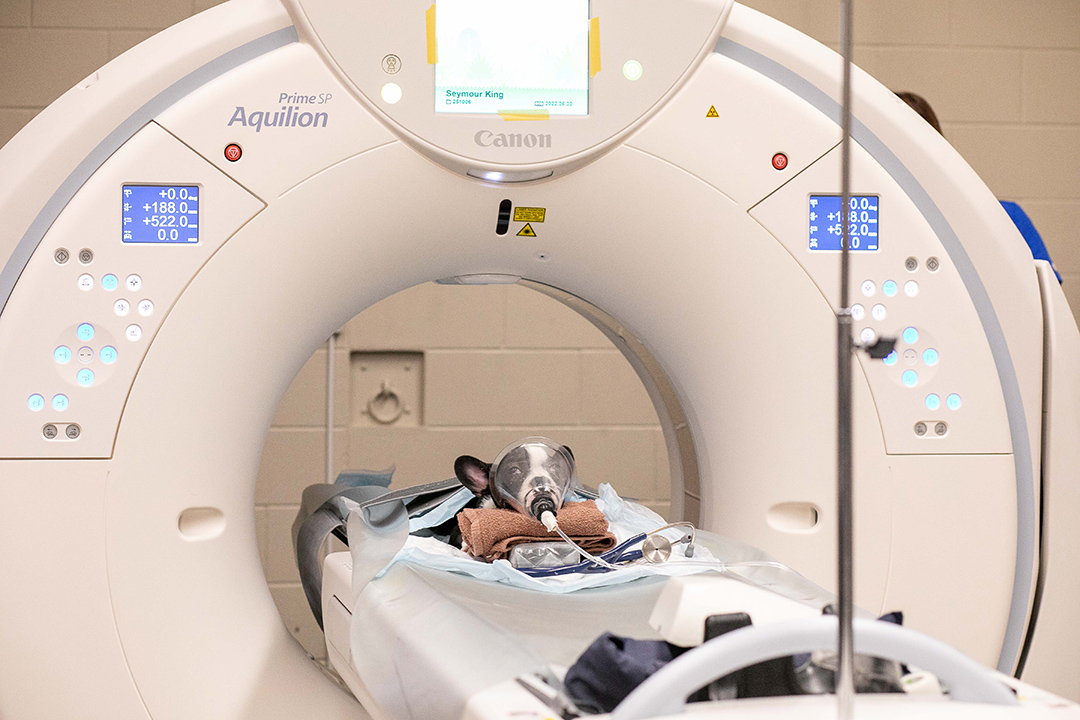 Anesthetized black and white dog goes through CT scanner 