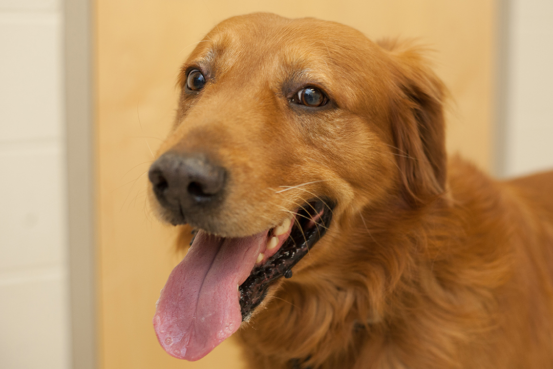 close up view of a golden retriever's eyes
