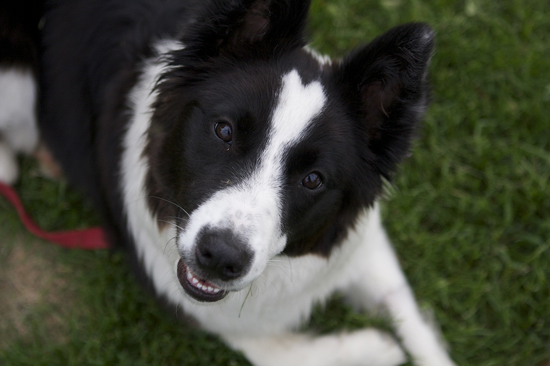 Black and white border collie