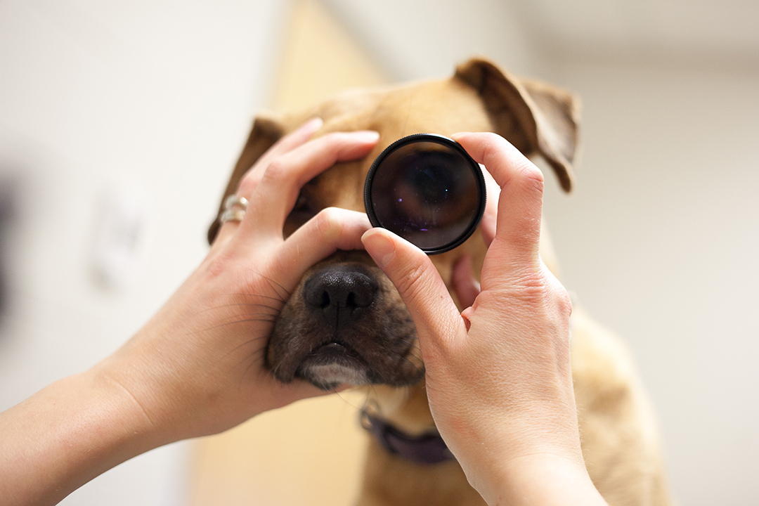 Ophthalmologist examines a dog's eye
