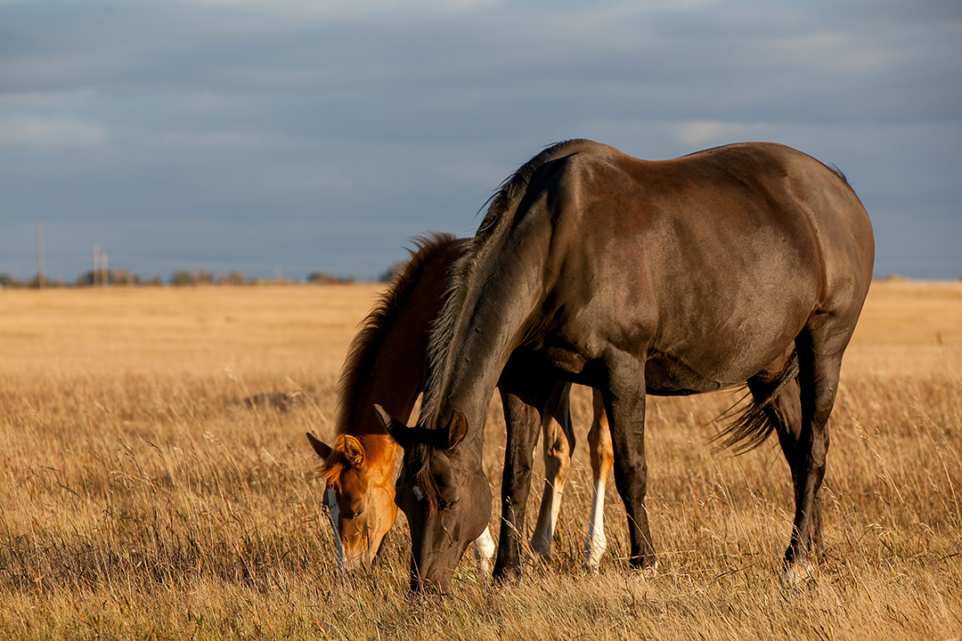 mare-foal