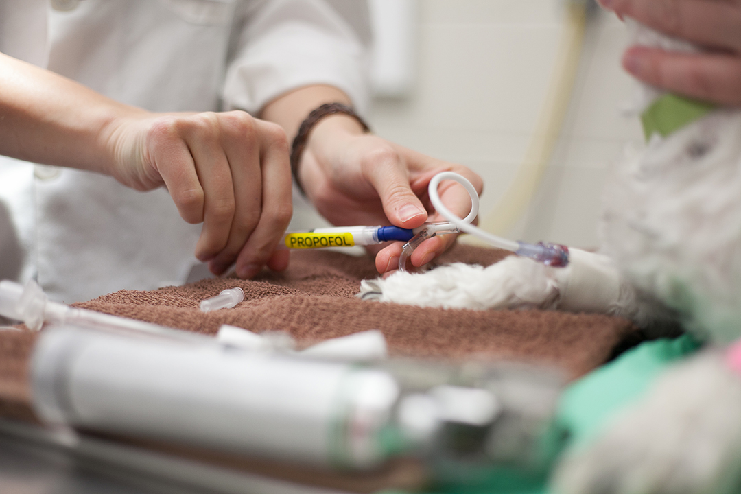 propofol injection