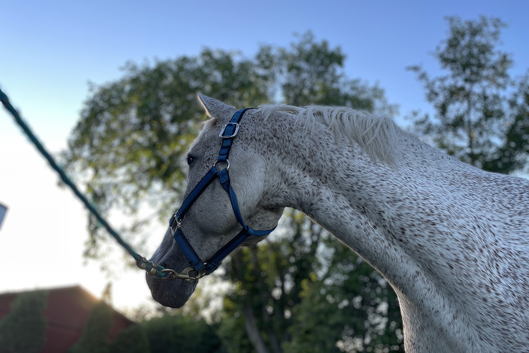 Horse looking off to the distance