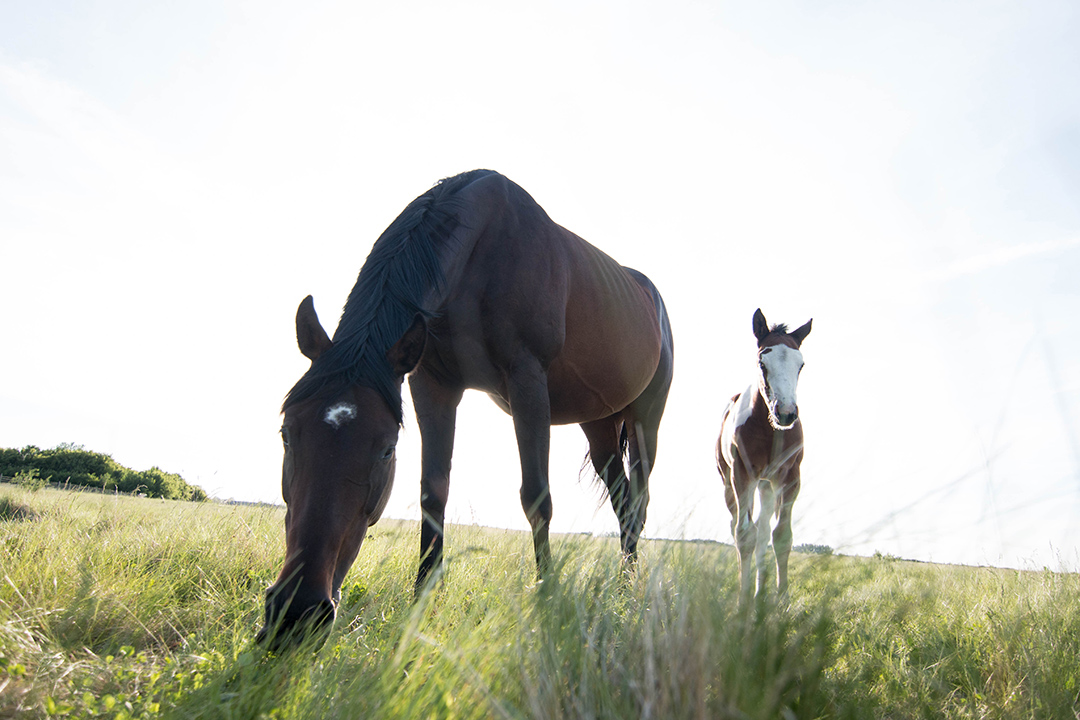 mare-foal
